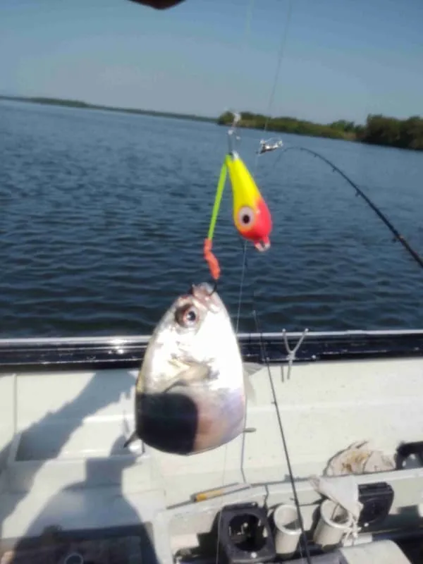 pesca de robalo com camarão Imagem
