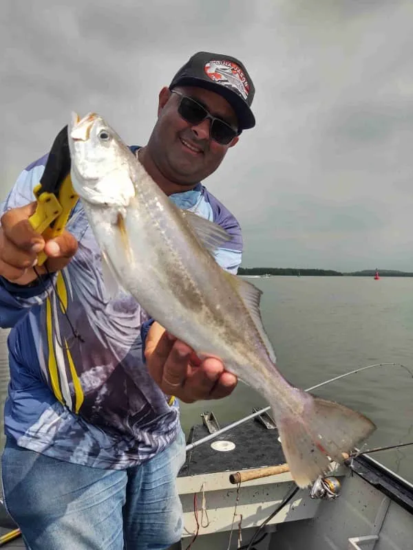 Pescaria de robalo com camarão vivo Imagem